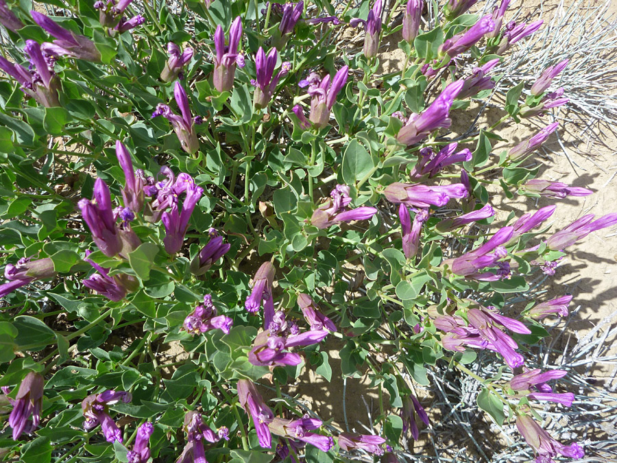 Buds and closed flowers