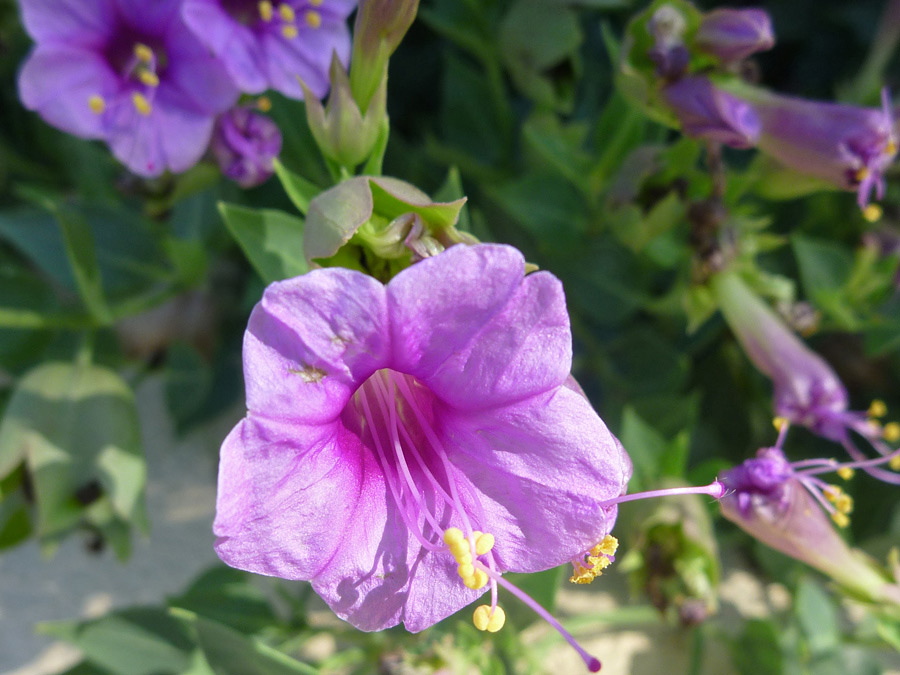 Pink stamens