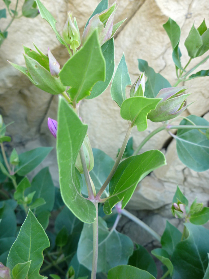 Green leaves