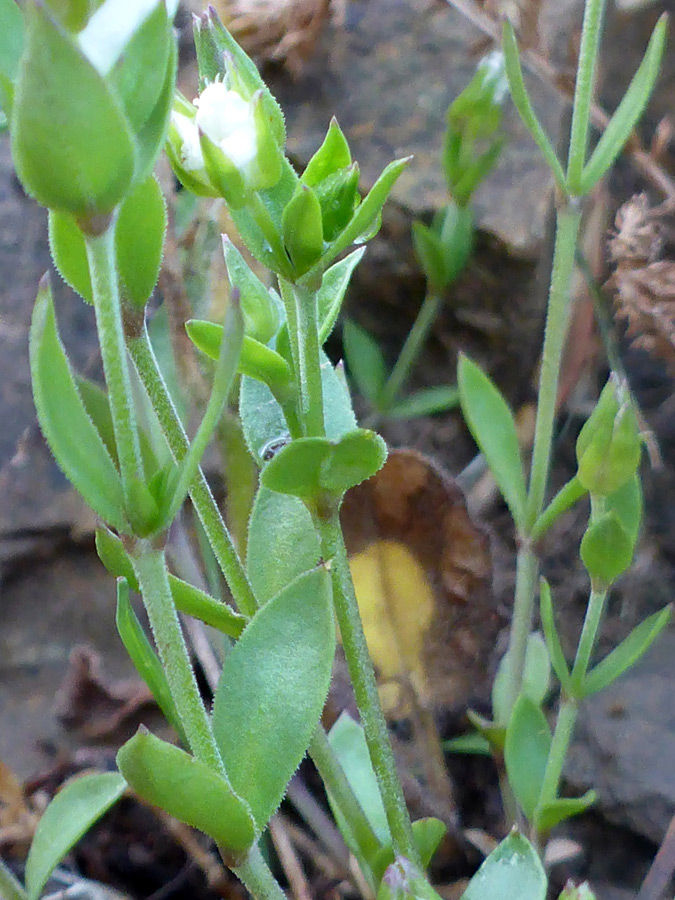 Opposite leaves