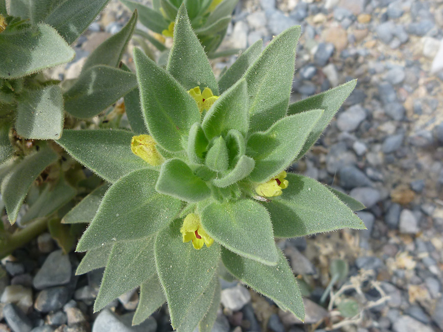 Furry leaves