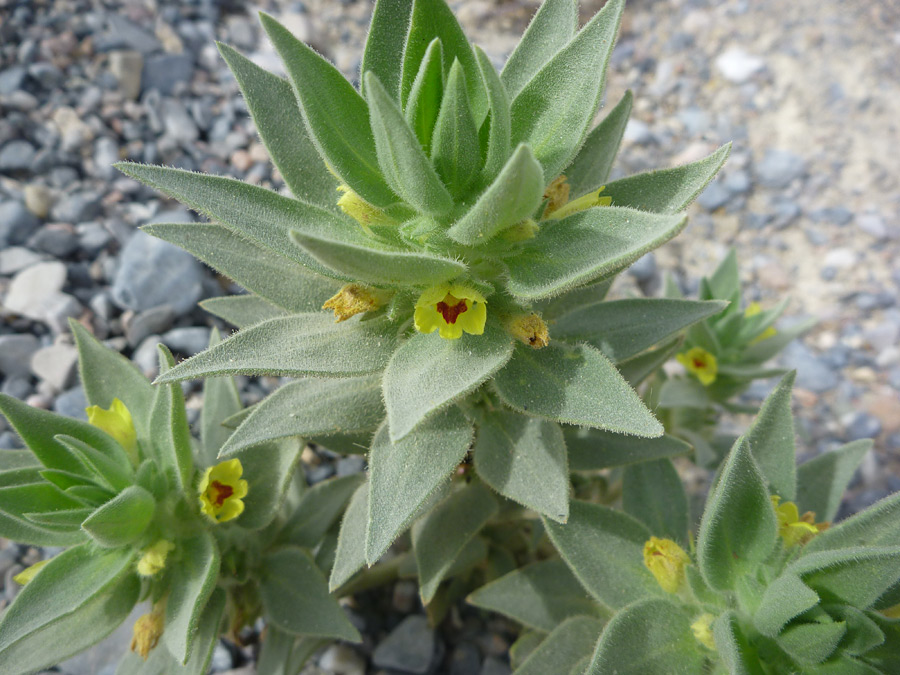 Maroon-centered flowers