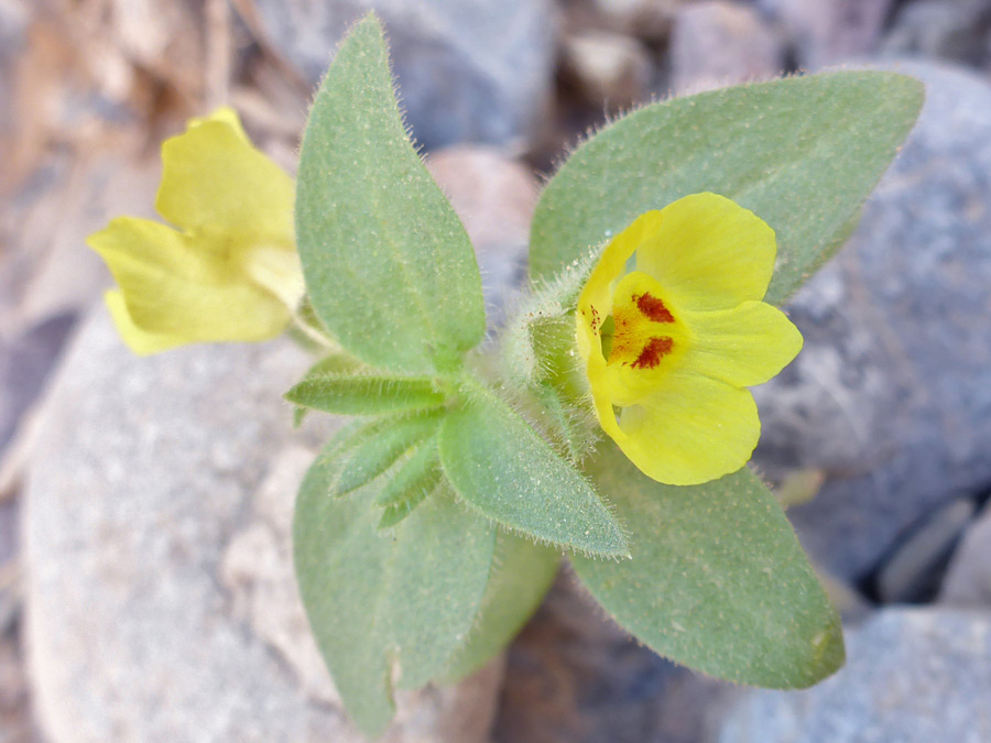 Red-blotched petals