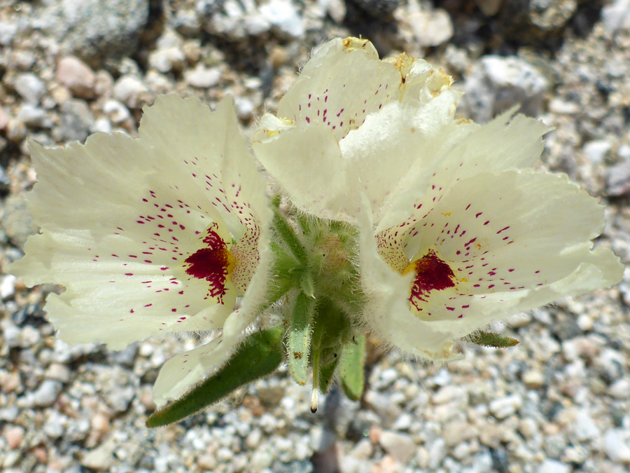 Three flowers