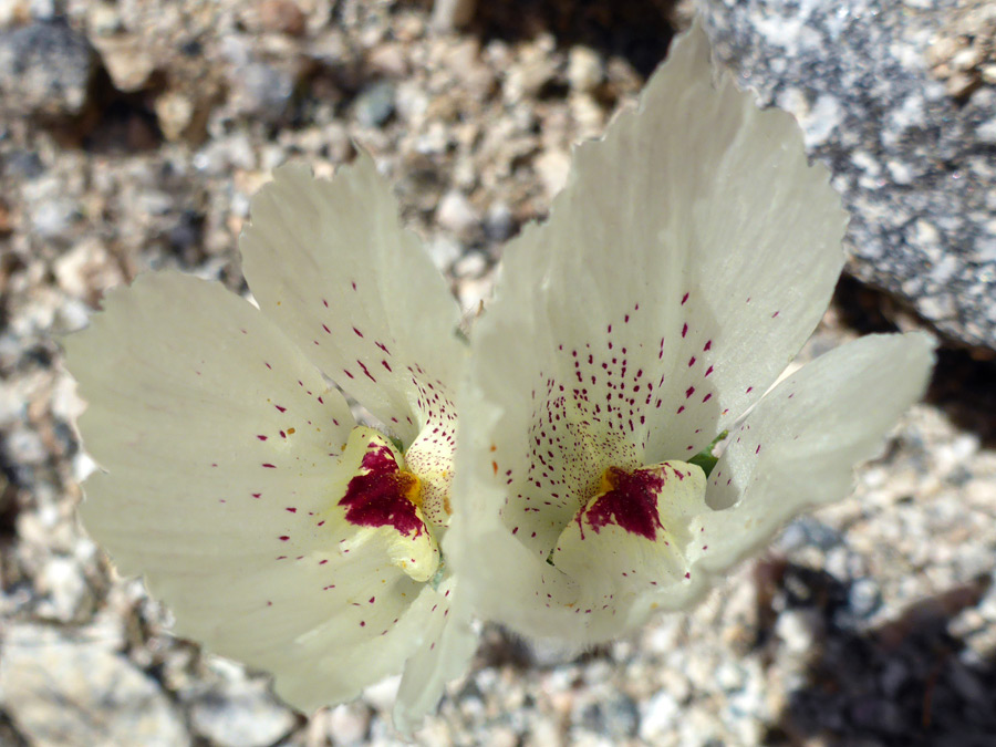 Red-spotted petals