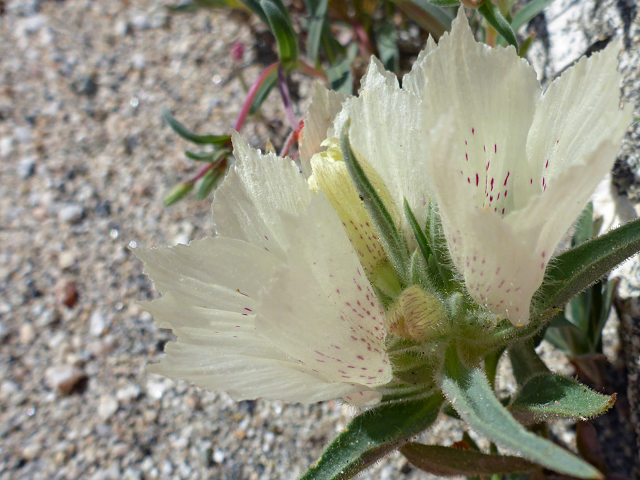 Cream-colored petals