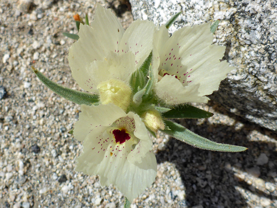 Flowers and buds