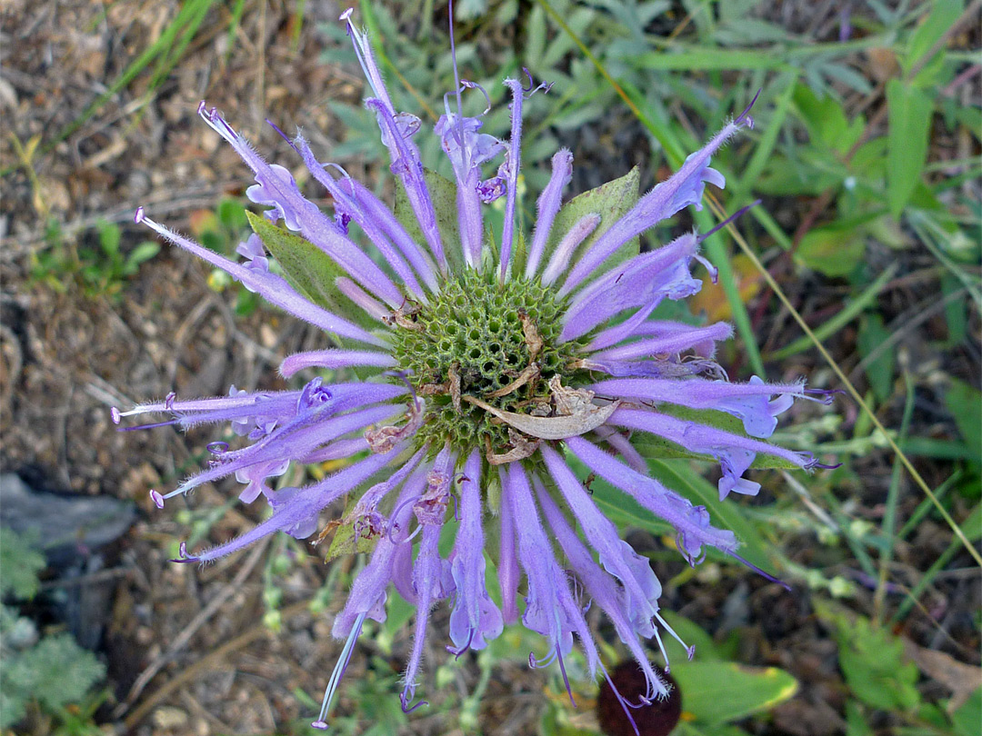 Wild bergamot