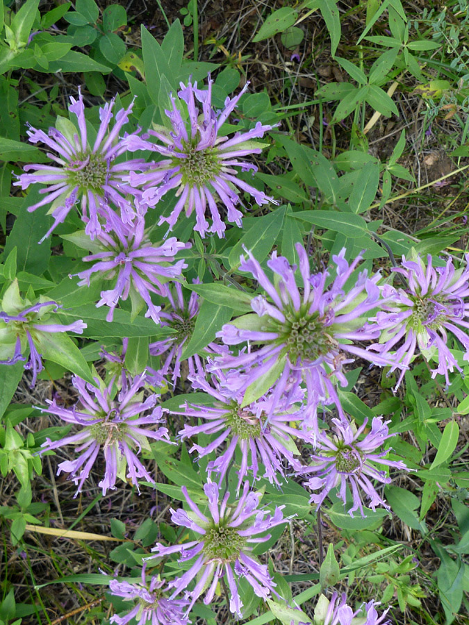 Group of flowers