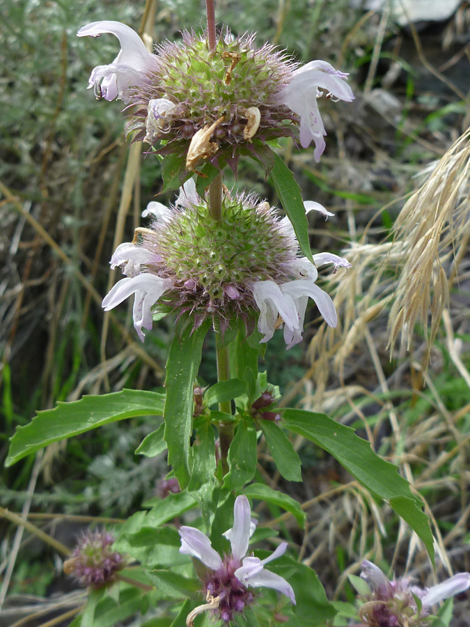 Flower and leaves