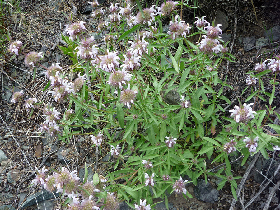 Flower clusters