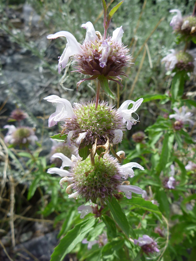 Leaves and flowers