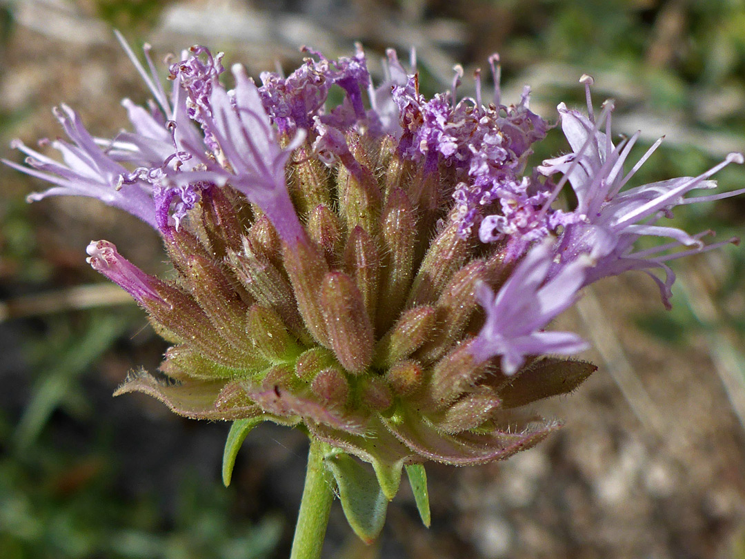 Compact flower cluster