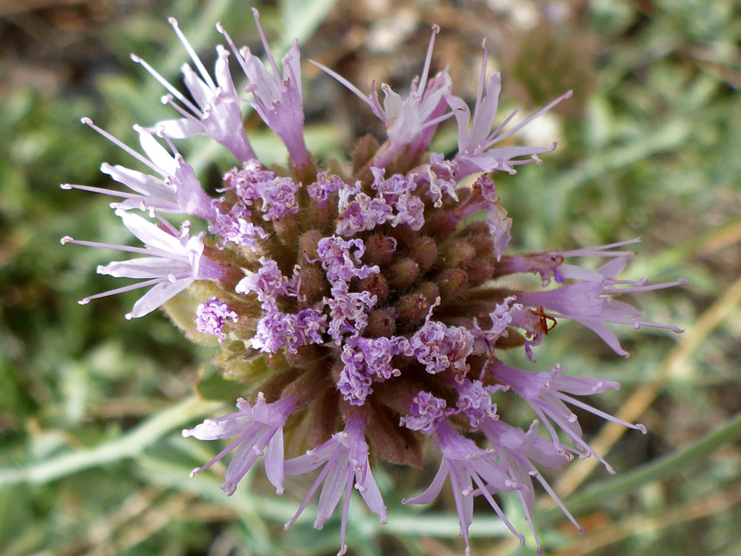 Pale purple flowers