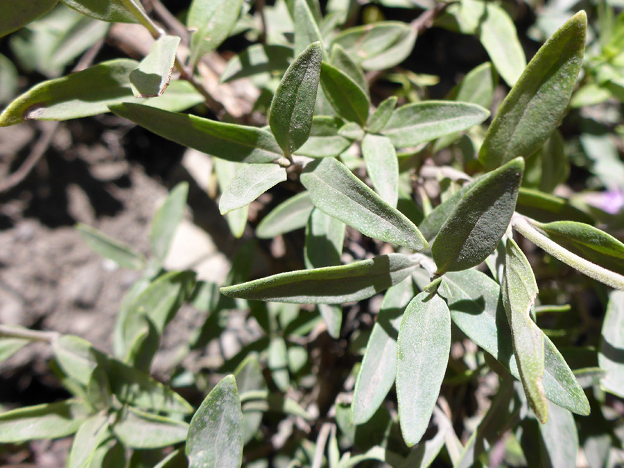 Grey-green leaves