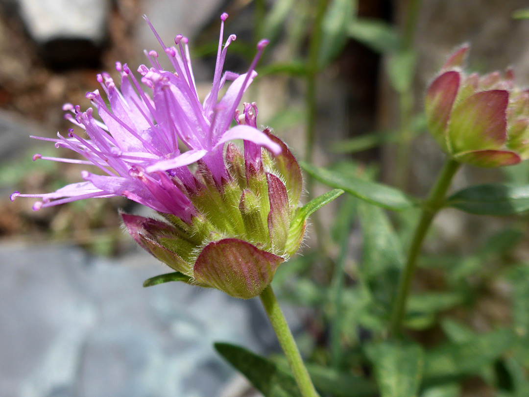 Flowers and bracts