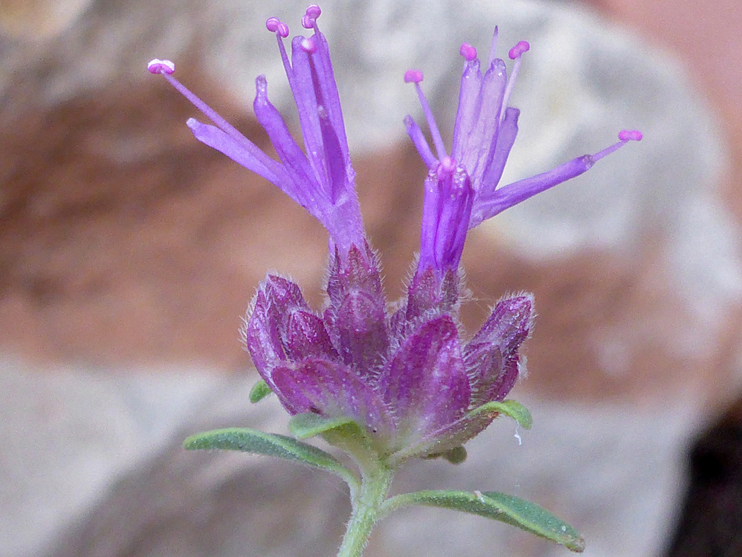 Pair of flowers