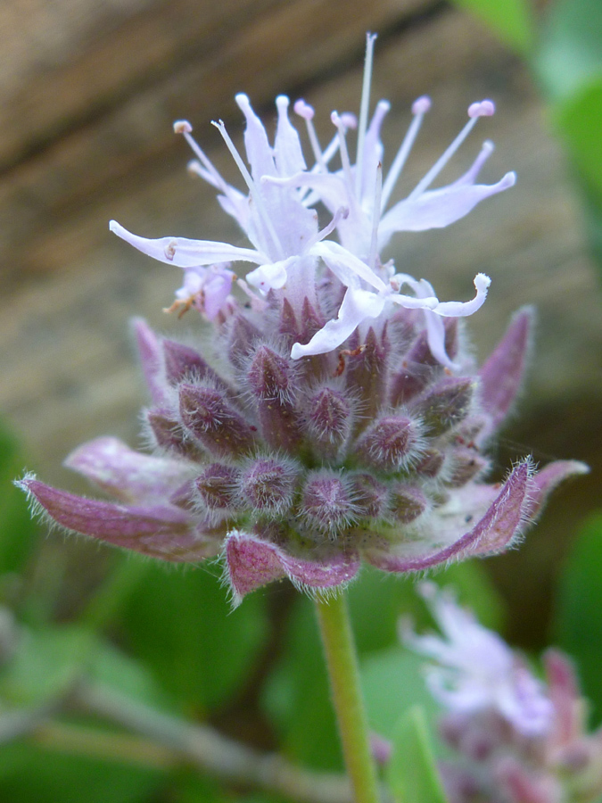 Buds and bracts