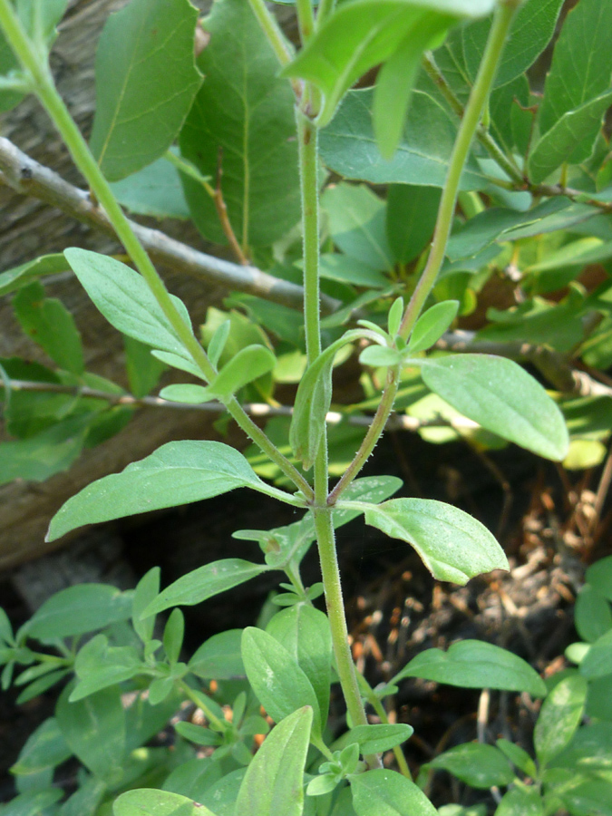 Branched stem