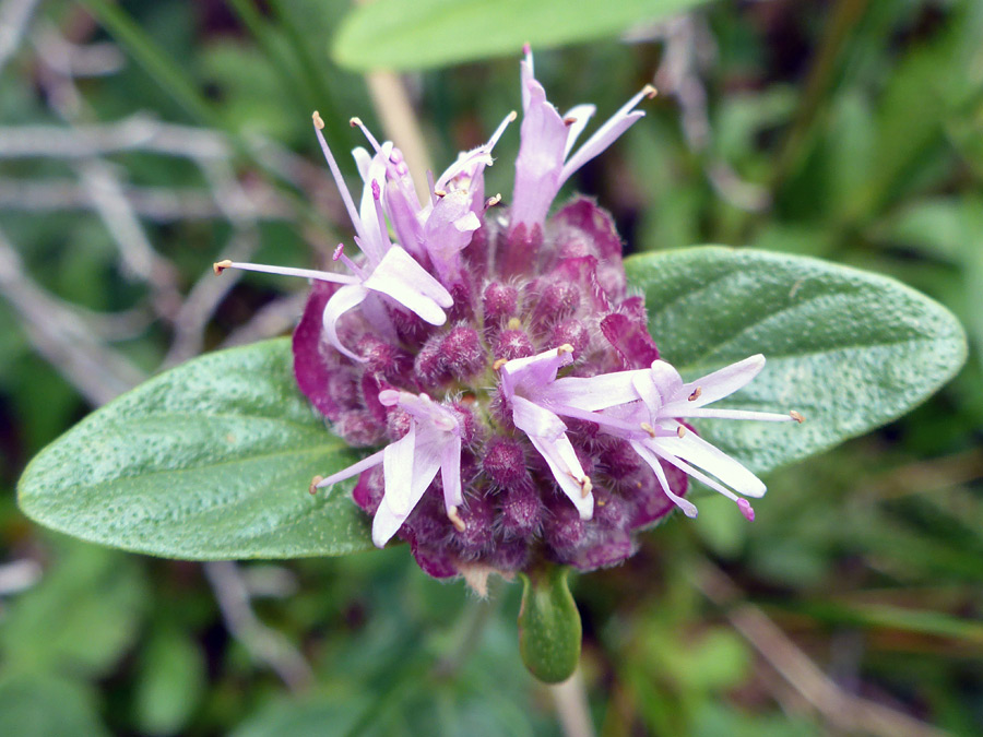 Purple buds