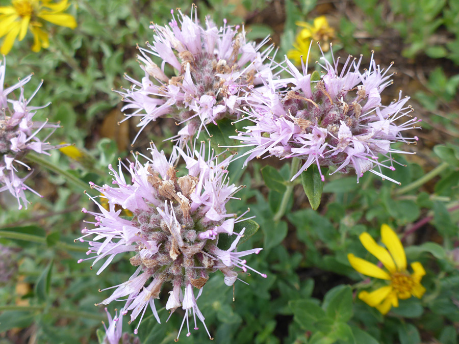 Exserted stamens