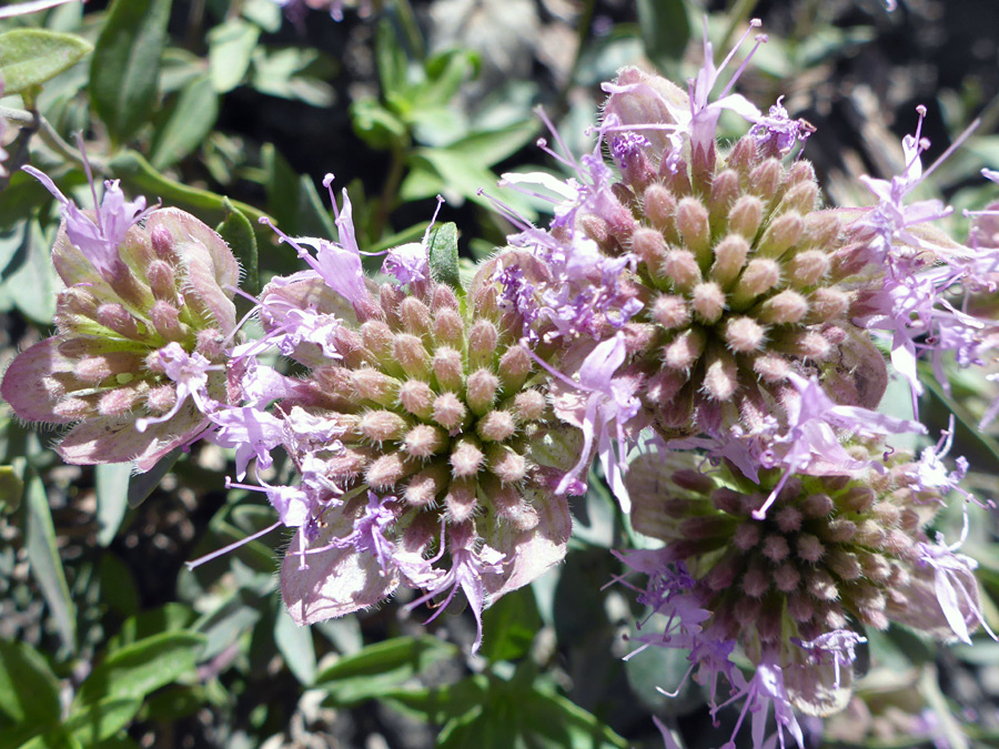 Four flower clusters