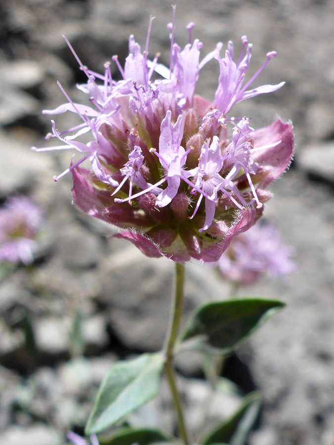 Bracts and flowers