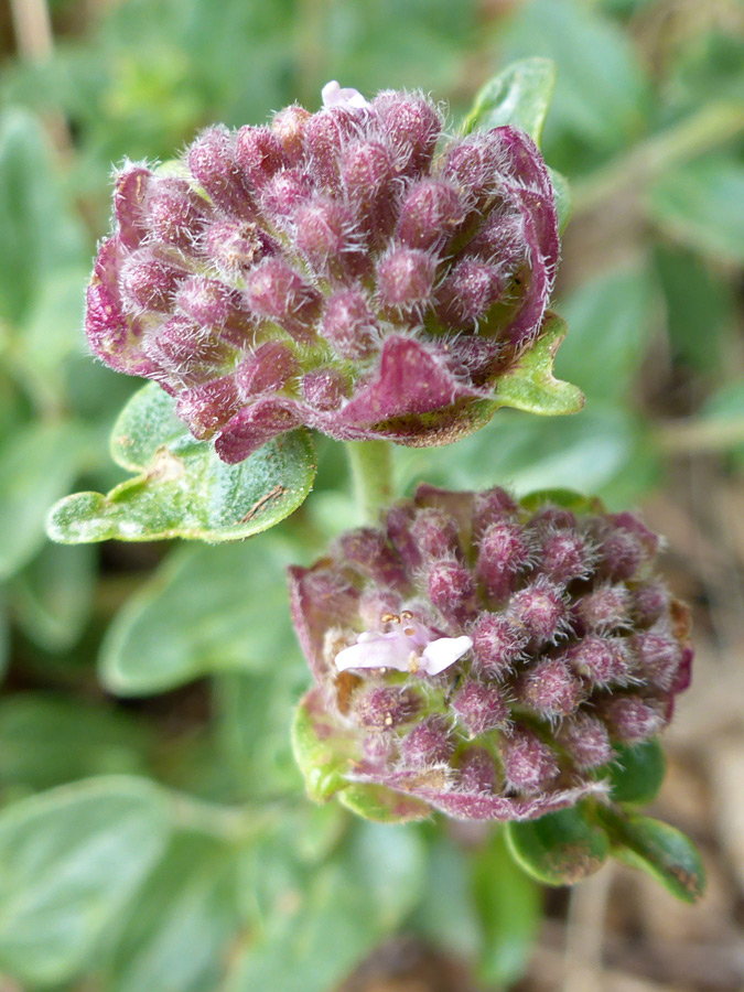 Hairy buds