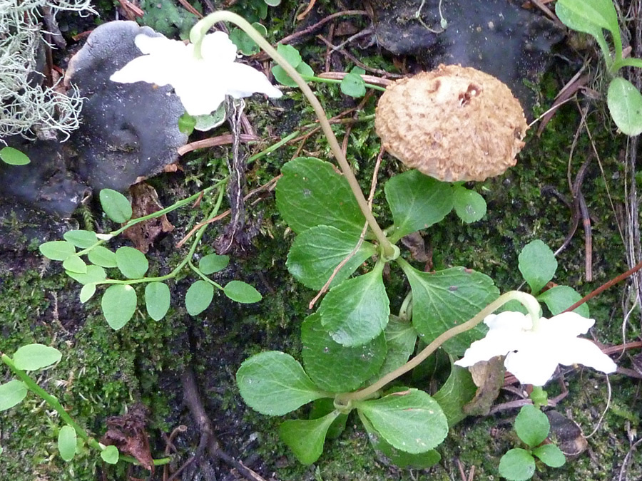 Basal leaves