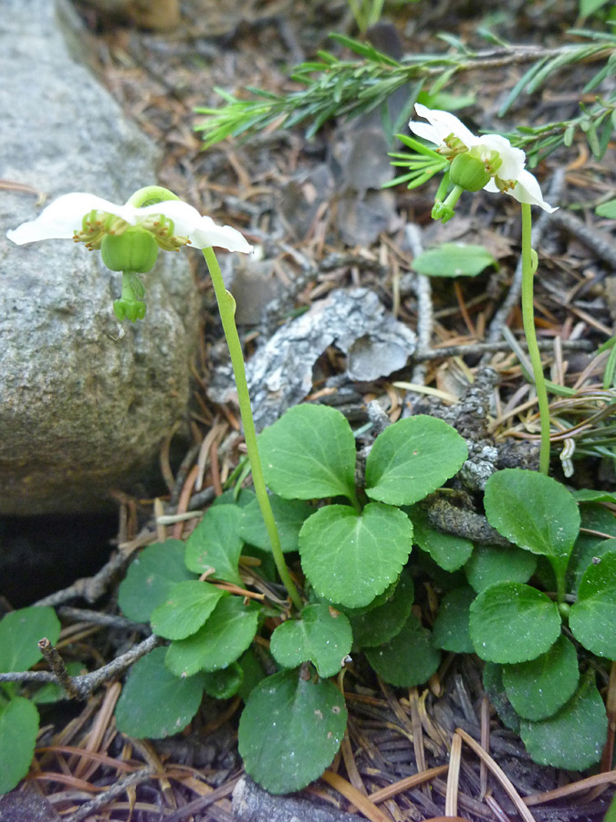 Two flowers