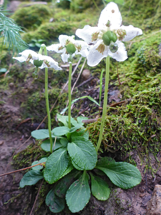 Three flowers