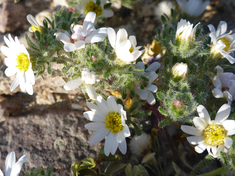 Flowers and leaves