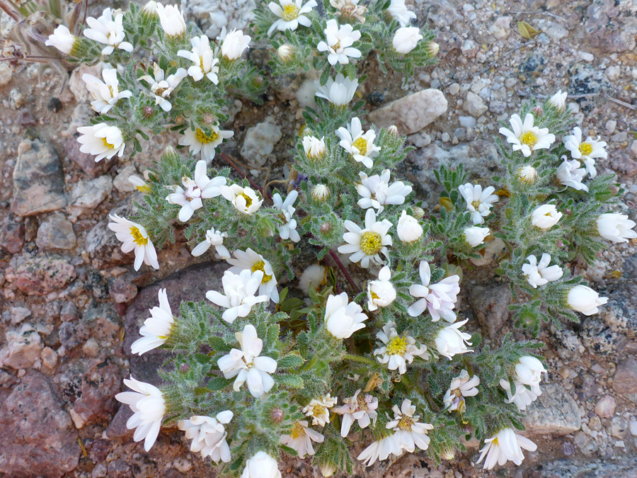 Low-growing plant
