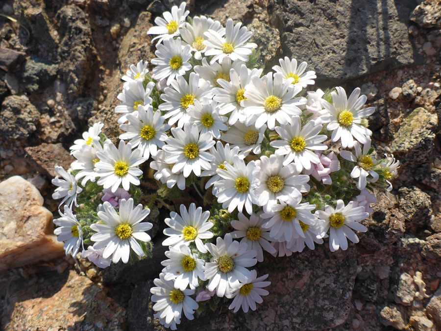 Many flowers