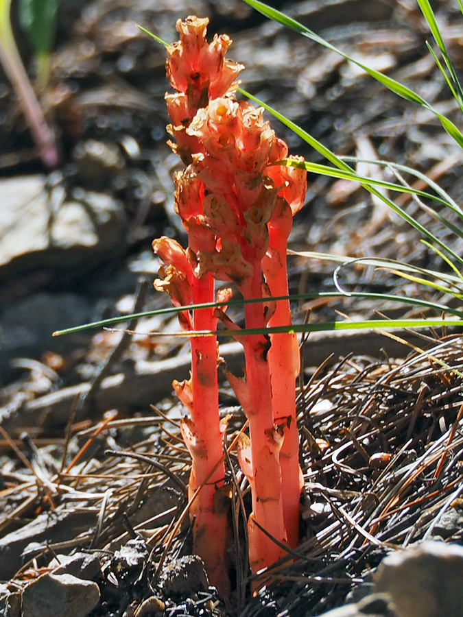 Red stalk and flowers