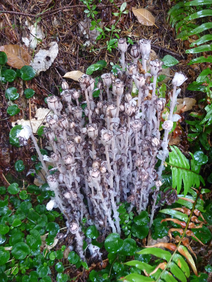 Group of flowers