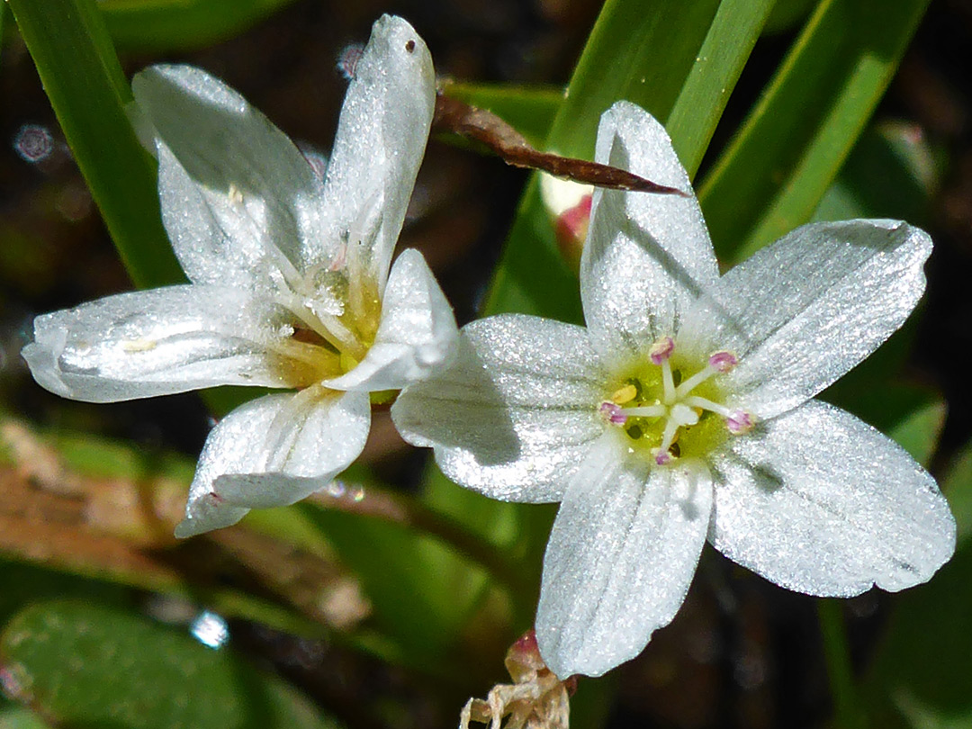 Two white flowers