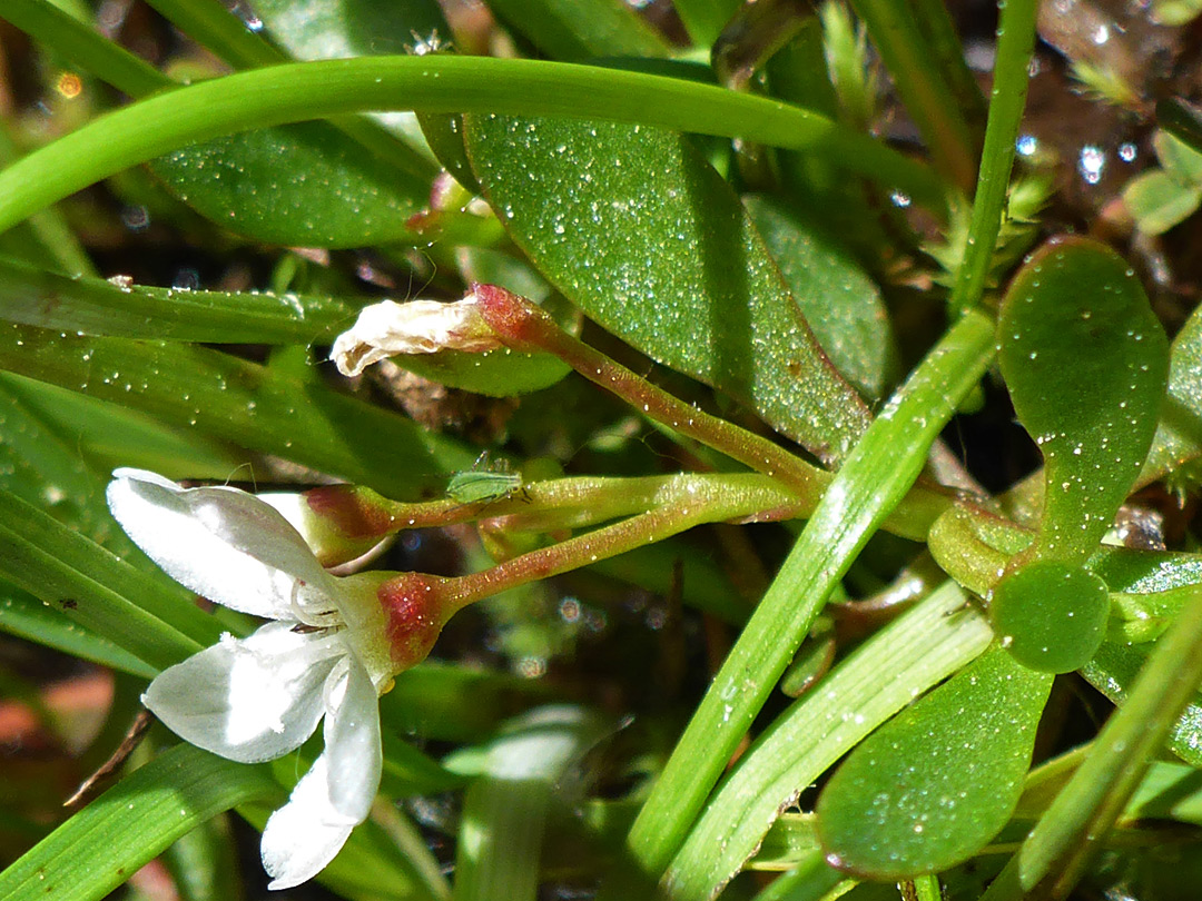 Leaves and flowers