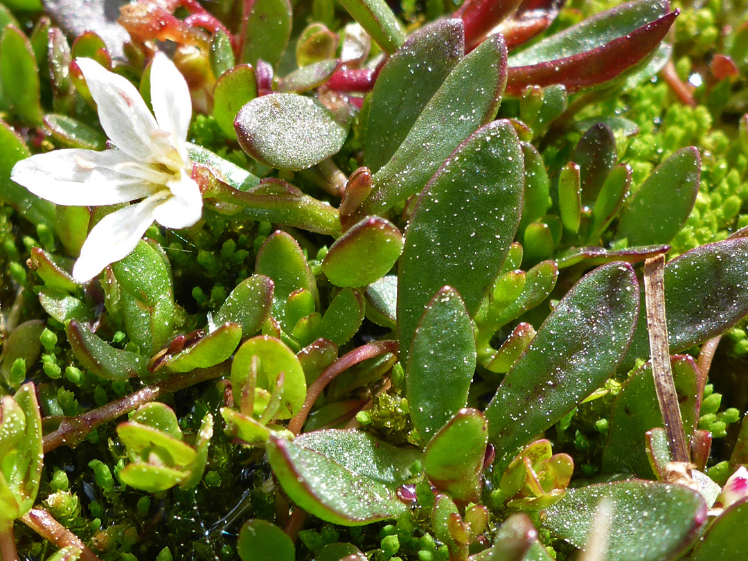 Fleshy leaves