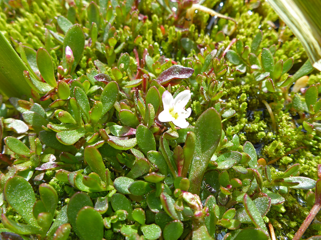 Low growing plants