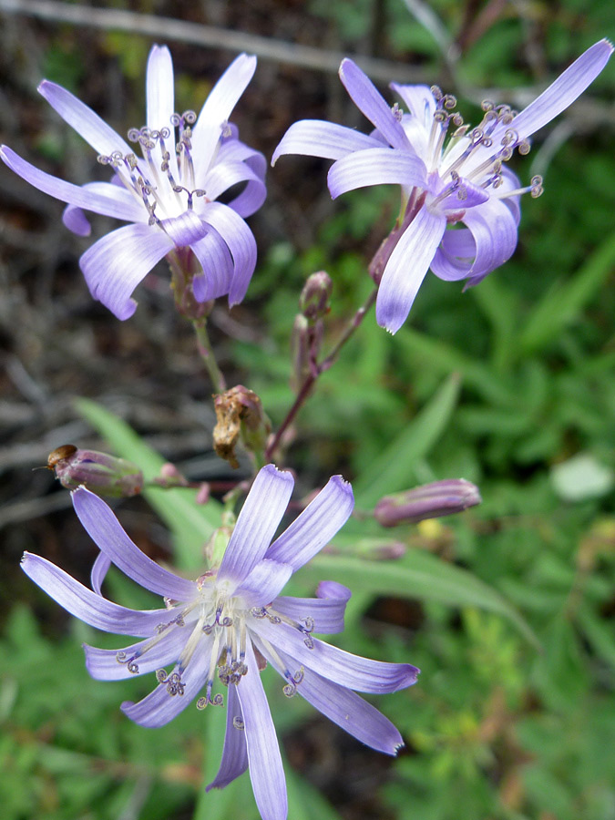 Three flowers