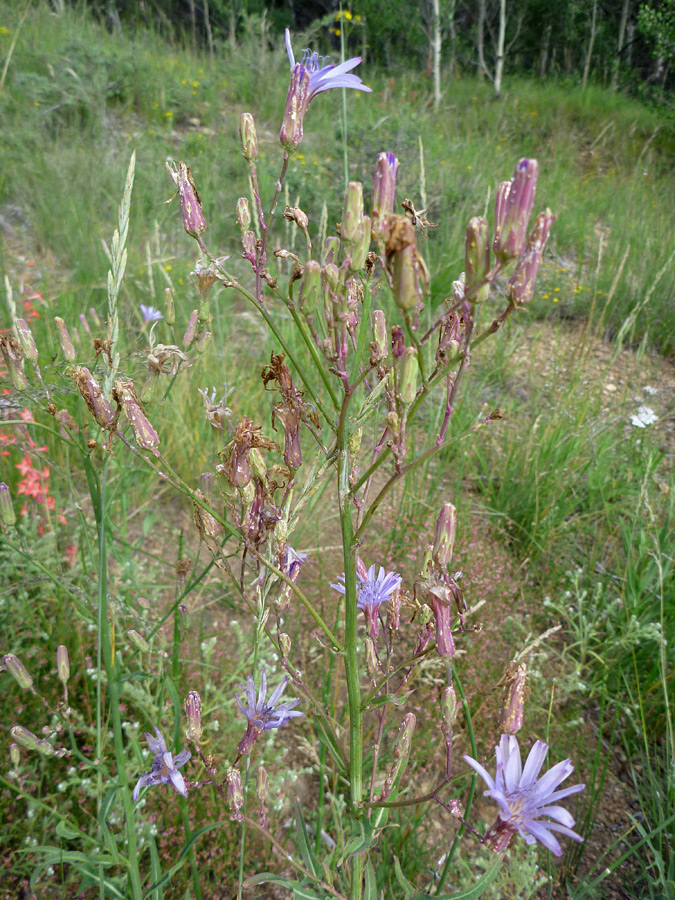 Branched stem