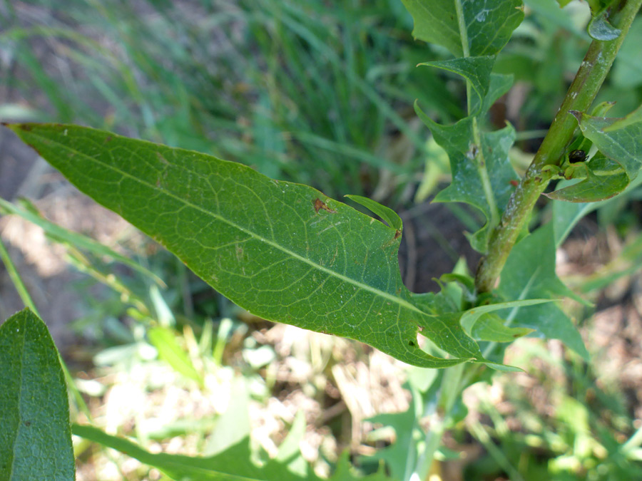 Lobed leaf