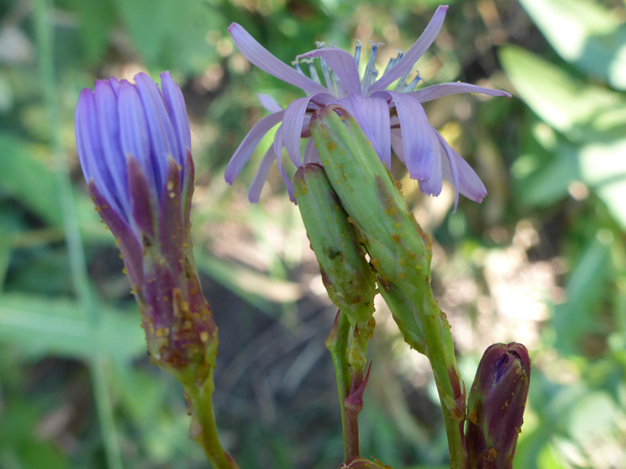 Buds and flowerheads