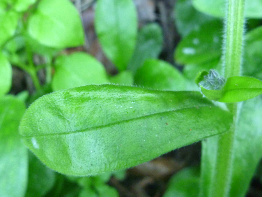 Broad leaf