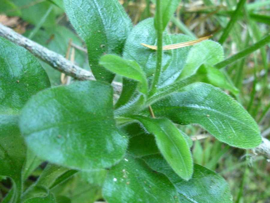 Leaves and stem