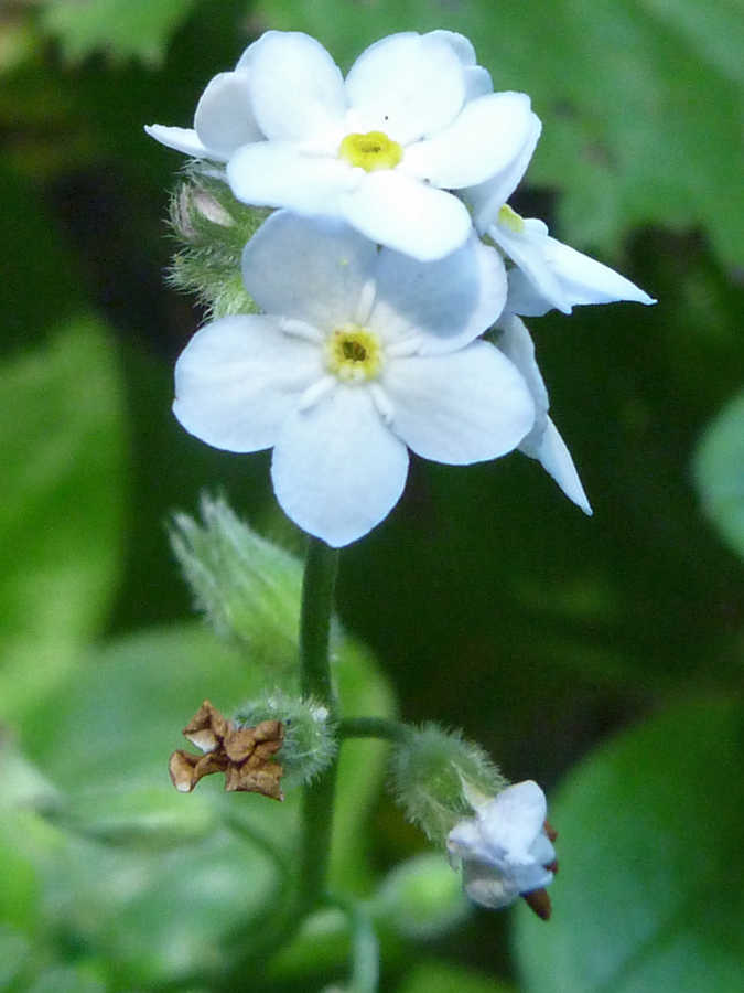 Five-lobed flowers