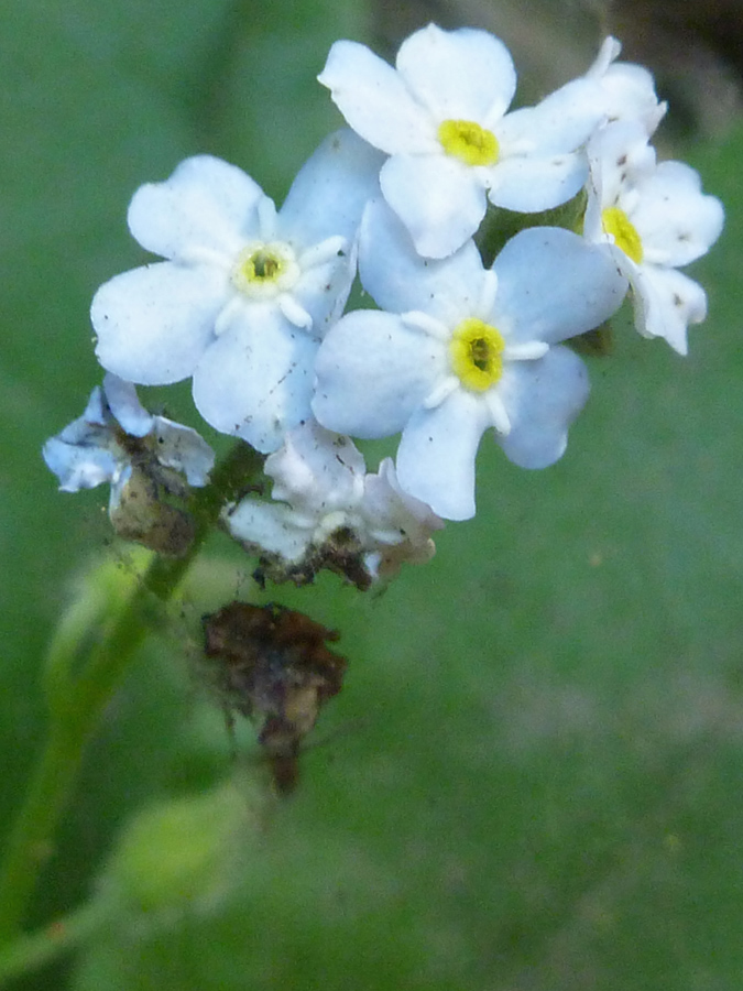 Pale blue flowers