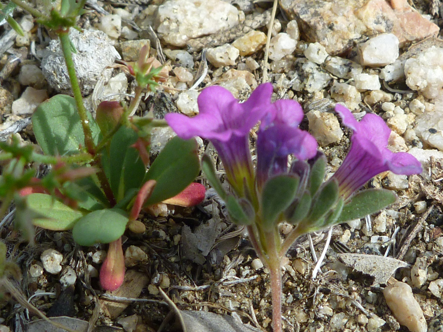 Leaves and stems