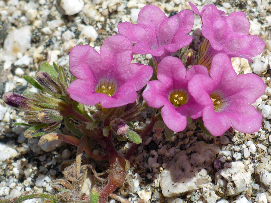 Group of flowers